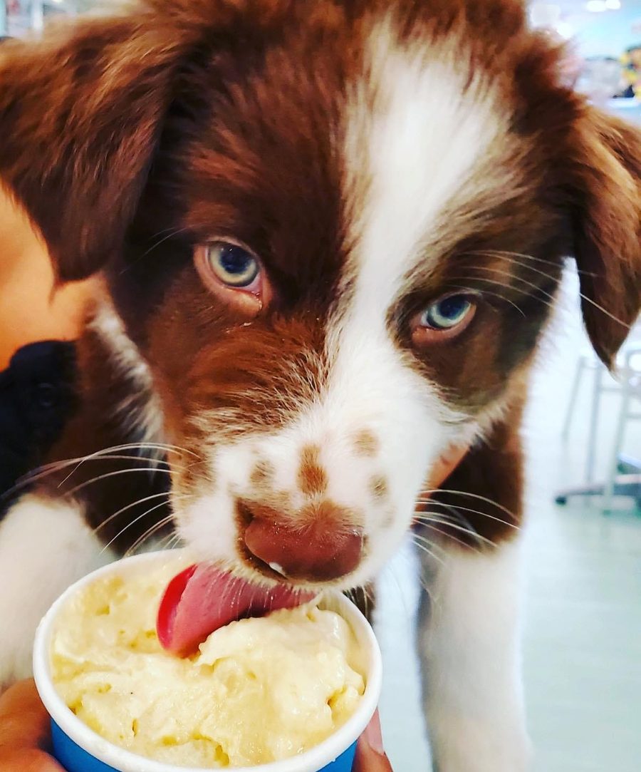 An Australian shepherd puppy licking a cup of vanilla dog ice cream.