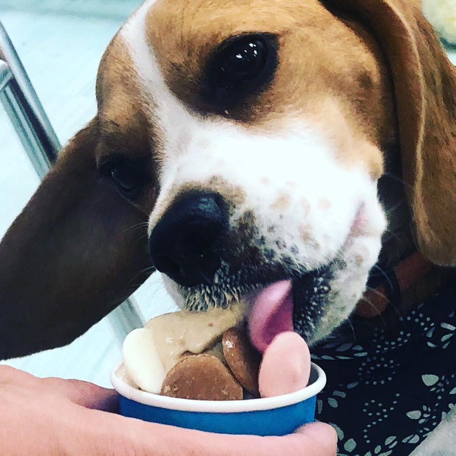 A beagle licking a cup of dog ice cream topped with treats.