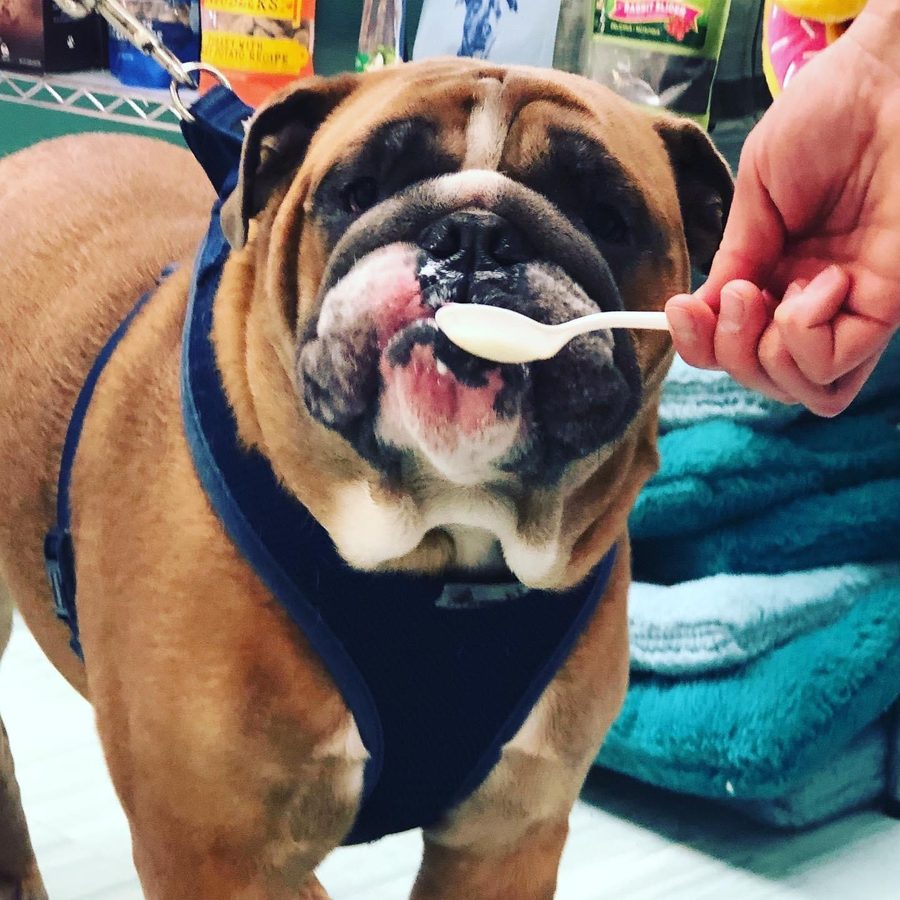 An English bulldog in a blue harness taking ice cream from a spoon at the Salty Paws truck.